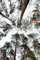 Photo of tops of the trees taken from below, forest and white sky background