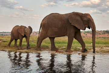 Fototapeta na wymiar Mother elephant and her baby.