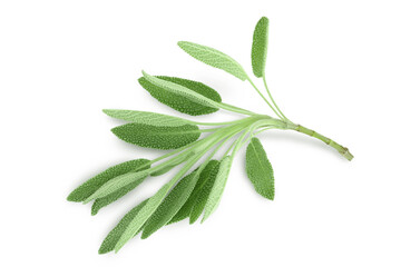 fresh sage herb isolated on white background with clipping path and full depth of field