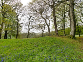 Blackbury Camp East Devon