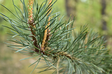 coniferous leaf in forest