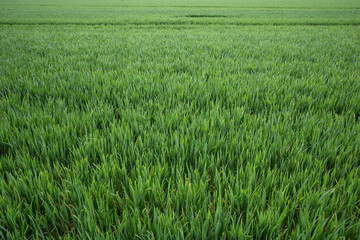Outdoor sunny landscape view over grass, rice, meadow and agricultural field. Natural greenery green background. Growth rice grain field.