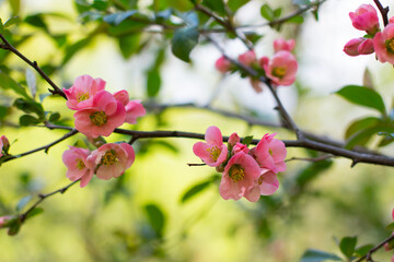 Fototapeta na wymiar apple tree with blooming red flowers. Summer garden