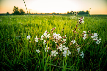 Beautiful white wildflowers blooming in the meadow grass during the summer sunrise. Colorful rural scenery of Northern Europe.