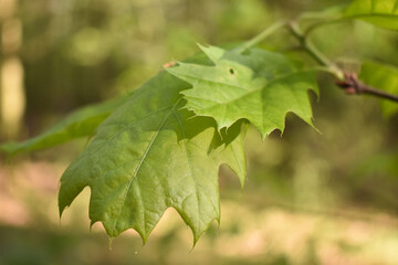 shining leaves in forest 