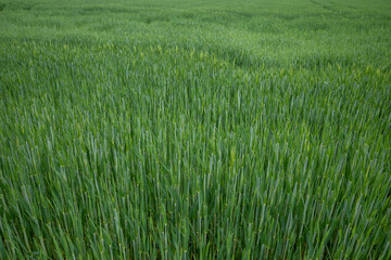 Outdoor sunny landscape view over grass, rice, meadow and agricultural field. Natural greenery green background. Growth rice grain field.