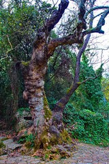 Turkey, Antalya, Kursunlu reserve, nature, millennial tree,
old. 