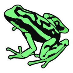 Little frog. Spotted poison dart frog. 