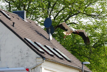 Ciconia ciconia a white stork with outstretched wings shortly after taking off from a rooftop in the city Ciconiidae