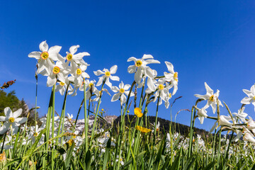 Blooming field with wild narcissus flower (narcissus poeticus) at the Swiss Alps in vaud riviera over Geneva Lake - obrazy, fototapety, plakaty
