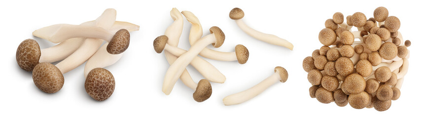 Brown beech mushrooms or Shimeji mushroom isolated on white background. Set or collection