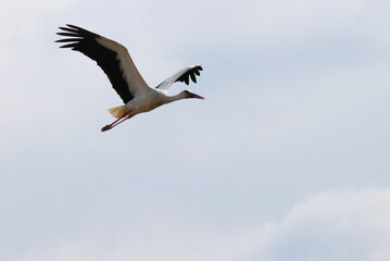 white stork in flight in sunlight and cloudy skies