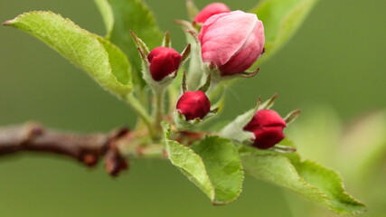 jabłoń, apple tree