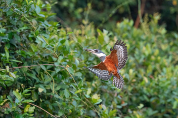 The ringed kingfisher (Megaceryle torquata)