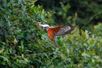 The ringed kingfisher (Megaceryle torquata)
