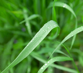 Lush green grass. Rain drops. Dew drops. Spring background. nature awakening. Closeup.