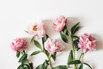 Blooming pink peonies flowers with green leaves isolated on white table background. Floral frame,...