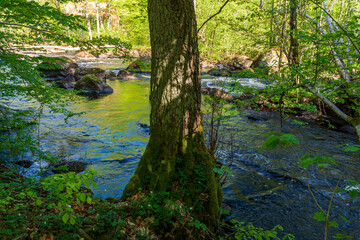 Obraz premium river in the forest