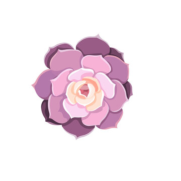 Isolated home potted Stone Rose named Echeveria Elegance or Echeveria Lola in Flat design style, oil-painted Succulent on white isolated background, concept of Window Gardening and Indoor Succulents.