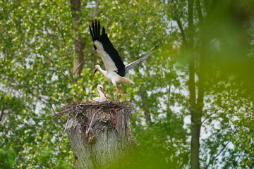 Ciconia ciconia Ciconiidae View through green leaves with beautiful bokeh in the foreground onto a stork's nest with two storks as a stork lands in the nest with its wings outstretched