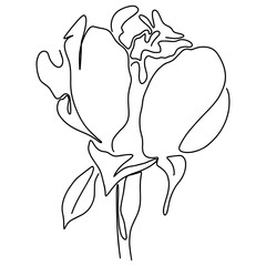 hand drawn Line art monoline flowers . Vector illustration
