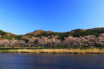 岩手県花巻市東和町　夜明けの桜並木