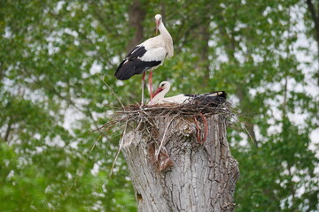 Ciconia ciconia a white stork couple in its nest on a sawed log in the forest - obrazy, fototapety, plakaty