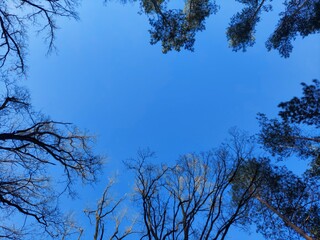 trees and sky