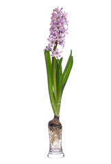 Hyacinthus (hyacinth) in a glass vessel on a white background