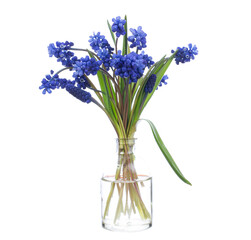 Muscari (grape hyacinth, bluebells ) in a glass vessel on a white background