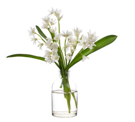 Scilla mischtschenkoana (early squill or white squill) in a glass vessel on a white background