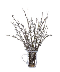 Pussy willow (sallows, osiers) in a glass vessel on a white background