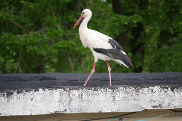 white stork walks over the old roof of a house near a green forest