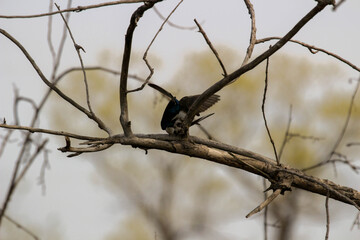 A pair of mating tree swallows perched on a nesting box singing to each other.