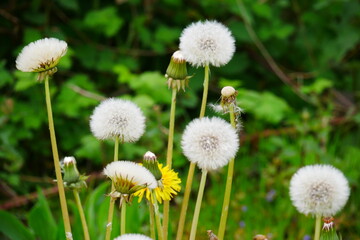 Taraxacum sect. Ruderalia close up of the common dandelion flower with the white seeds