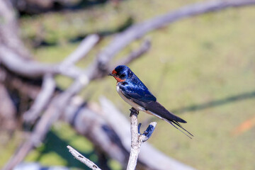 Fototapeta premium A barn swallow near a lake in Ontario Canada. The Barn swallow is a threatened species in Canada.