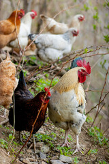 A flock of chickens roam freely in a lush green paddock