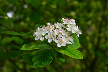 Spring blooming shrub with many white flowers Spirea . Also known as Bridalwreath spirea