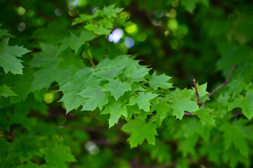 Young delicate leaves of maple in the spring season, selective focus