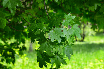 Fototapeta na wymiar Young delicate leaves of maple in the spring season, selective focus