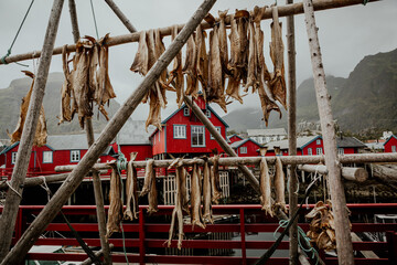 Suszony dorsz. Å, archipelag Lofotów, Norwegia - obrazy, fototapety, plakaty