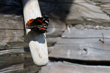 Close-up of the Admiral butterfly. A dark butterfly sits on a faded wooden surface. 