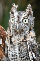 Eastern Screech Owl at George C McGough Nature Park in Florida