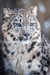 Fototapeta na wymiar Snow leopard portrait