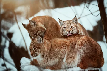 Zelfklevend Fotobehang lynx in snow © Sangur