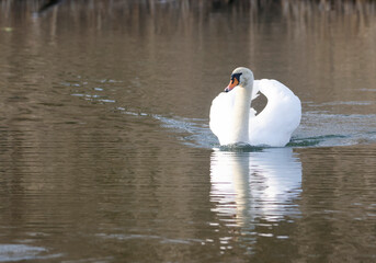 A Mute Swan (cygnus olor) in the Ziegeleipark, Heilbronn, Germany, Europe