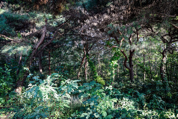 韓国、大邱大学とその周辺の散策情景