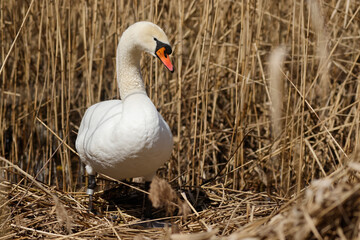 A Mute Swan (cygnus olor) in the Ziegeleipark, Heilbronn, Germany, Europe
