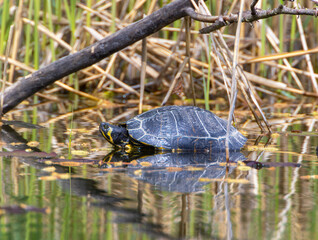 Obraz premium A Yellow-bellied slider (Trachemys scripta scripta) in the Ziegeleipark in Heilbronn, Germany, Europe