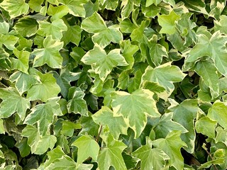 Green ivy leaves background